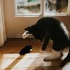 Cat and Mouse Toy view 2