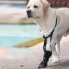 Dog Callus Bandage for Elbow and Front Leg view 2