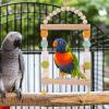 Budgie Swing Toy for Birdcages view 4