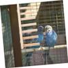 HAPINARY Parrot Bird Stand view 3