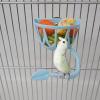 Hollow, Wear-Resistant Bird Cage Feeder and Compact Fruit Holder view 2