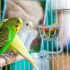 Hollow, Wear-Resistant Bird Cage Feeder and Compact Fruit Holder view 3