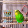 Hollow, Wear-Resistant Bird Cage Feeder and Compact Fruit Holder view 4
