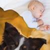 VFSAfiwaf Plush Blanket for Dogs, Soft, Warm, Fluffy, 100 x 130 cm view 4