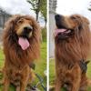 EHOTER Lion Mane for Dogs, Adjustable Halloween Costume view 4