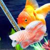 Betta Training Stick Toy for Aquarium view 4