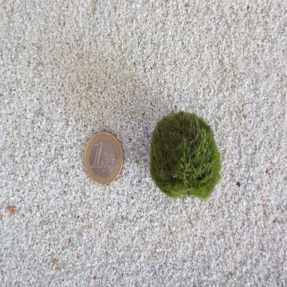 Moss Ball M 2-3cm Aquarium Plant