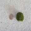 Moss Ball M 2-3cm Aquarium Plant view 1