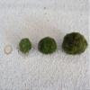 Moss Ball M 2-3cm Aquarium Plant view 2