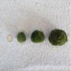 Moss Ball M 2-3cm Aquarium Plant view 3