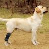 Dog Leg Brace for Knee Support view 2