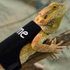 Adjustable Bearded Dragon Harness and Leash Set, Size S, Style B, Black view 3