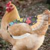 Nuyhgtr Chicken Outfit view 2
