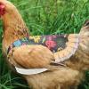 Nuyhgtr Chicken Outfit view 3