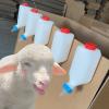 Goat Feeding Bottle - Milk Feeder for Breeding view 3