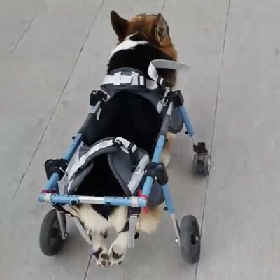 Corgi 4-Wheel Dog Wheelchair for Small, Medium, and Large Dogs, Full Hip Support, Adjustable Leg Brace for Walking (Pink, S) (Blue, Medium)