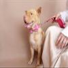 JKDSAO Dog Collar, Creative Durable Collar with Leash and Bow Tie, 5 Sizes, XS view 4