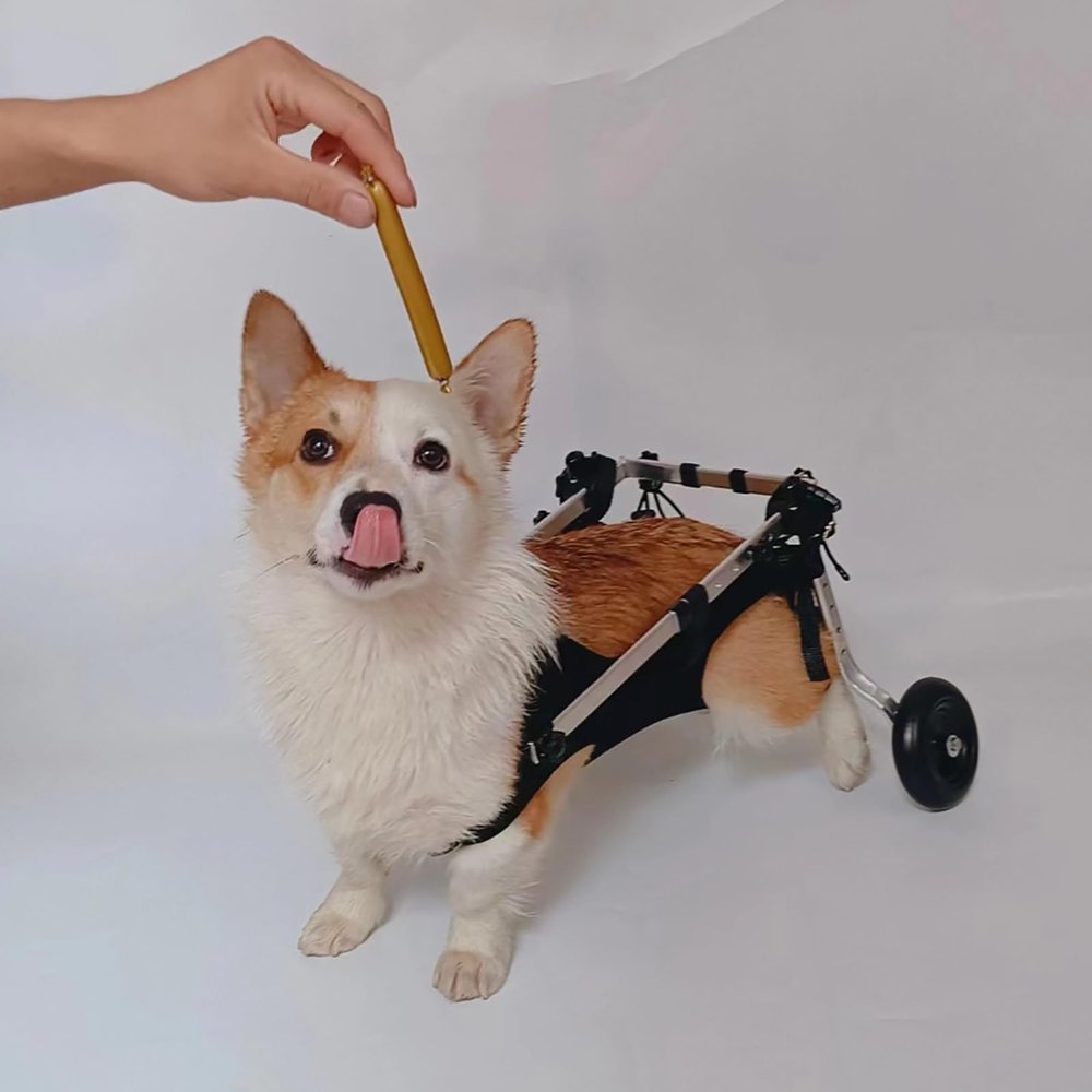 Dog Wheelchair for Small Dogs with Paralyzed Limbs, Adjustable Mobility Aid