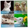 COLLBATH 2-Pack Pet Bottles for Puppies and Kittens view 2