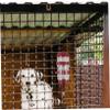 BUGUUYO 2-Pack Hanging Water Dispenser for Dogs and Cats view 4