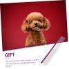 SEWOART Stainless Steel Pet Grooming Comb view 4