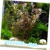 SEWOART Colorful Glow Stones for Aquariums view 3