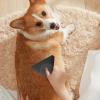 Pet Brush for Cats and Dogs view 2