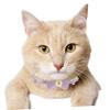 BELLIFFY Adjustable Cat Collars - 2 Pack view 4
