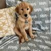 Zhongzhi Personalized Blanket for Dogs, Custom Puppy Name Blanket, Cat Plush Blanket, Dog Name Blanket, Gift for Dog Lovers, 180 x 200 cm view 2