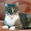 Breakaway Cat Collar for Small Cats view 2