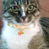 Breakaway Cat Collar for Small Cats view 3