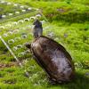 Transparent Acrylic Turtle Basking Ramp view 4