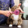 Pet Grooming Slicker Brush for Dogs and Cats view 2