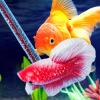 Betta Training Stick - Aquarium Toy view 3