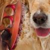 Cat Bath Brush for Short-Haired Pets view 3