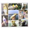 BELLIFFY Lightweight Parrot Harness view 2