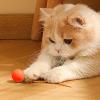 Cat Ball Toy with Feather view 2