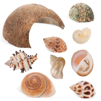 Coconut Shells, 1 Set, Hiding Places for Reptiles and Fish