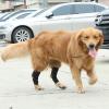 Adjustable Dog Knee Brace and Wound Cover for Hind Legs view 3