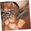 YARNOW 4-Piece Tree Bark Turtle Platforms for Reptiles view 4