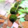 LuckyOpt 2Pcs Green Live Algae Balls view 3