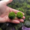 LuckyOpt 2Pcs Green Live Algae Balls view 4