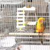 Bird Perch with Ladder for Cockatiels view 3