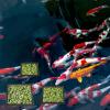 Fish Feeding Ring, Square Floating Plant Corral view 2