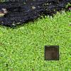 Fish Feeding Ring, Square Floating Plant Corral view 3