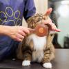 Pet Slicker Brush for Dogs and Cats view 2