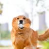 Dog Dental Cleaning Toy - Interactive Chew Toy with Weights view 4