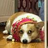 Belly Dance Dog Costume view 4