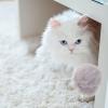 BESPORTBLE Cat Toy 6 Pack Scratch Balls view 3