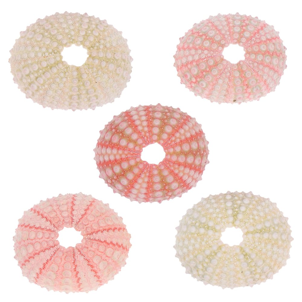 Sosoport 10-Piece Natural Sea Urchin Decor for Aquariums and Home